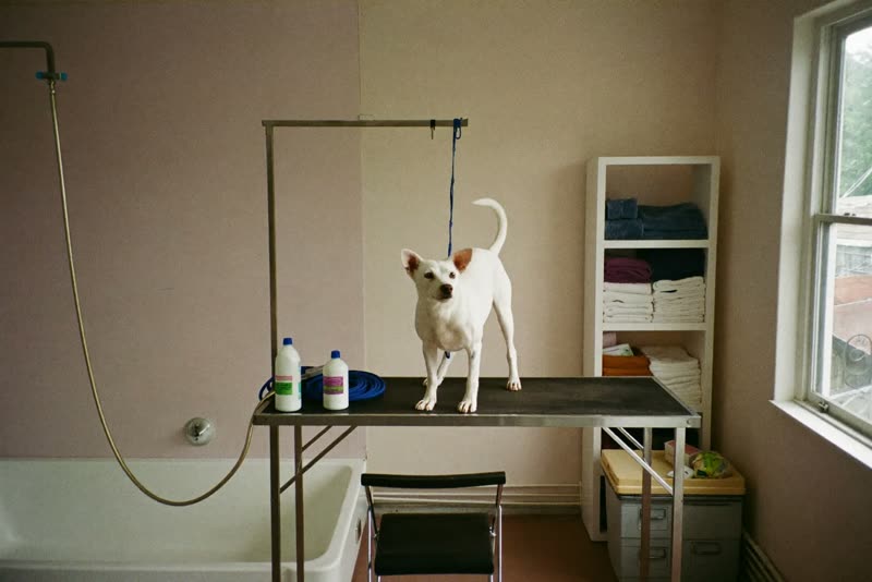 The grooming room, table and bath ready for the day