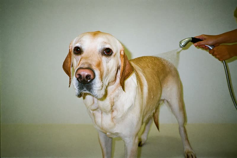 A Labrador being rinsed after a wash