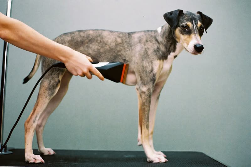 A dog mid-clip on the grooming table