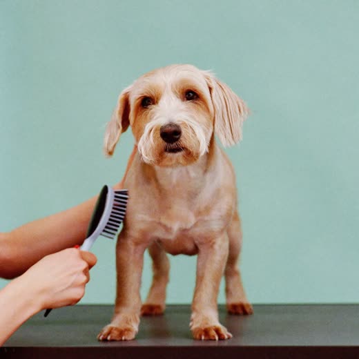 A terrier being brushed out during a groom