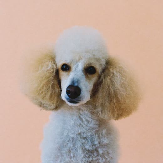 A poodle after a full scissor clip