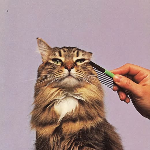 A long-haired cat being combed